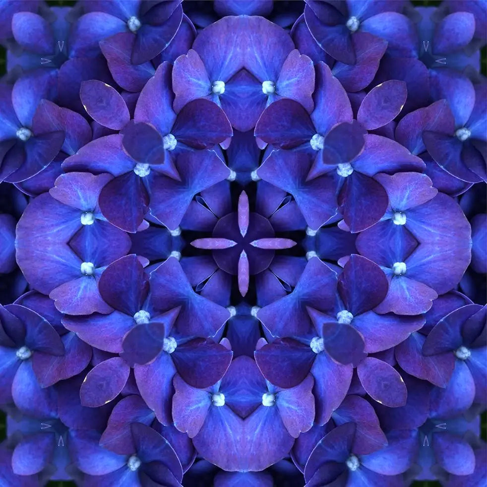 Appreciation Mandala 06 by Jo Holland - JG Contemporary Jo Holland Print