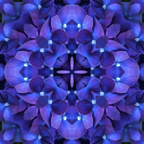 Appreciation Mandala 06 by Jo Holland - JG Contemporary  Jo Holland Print